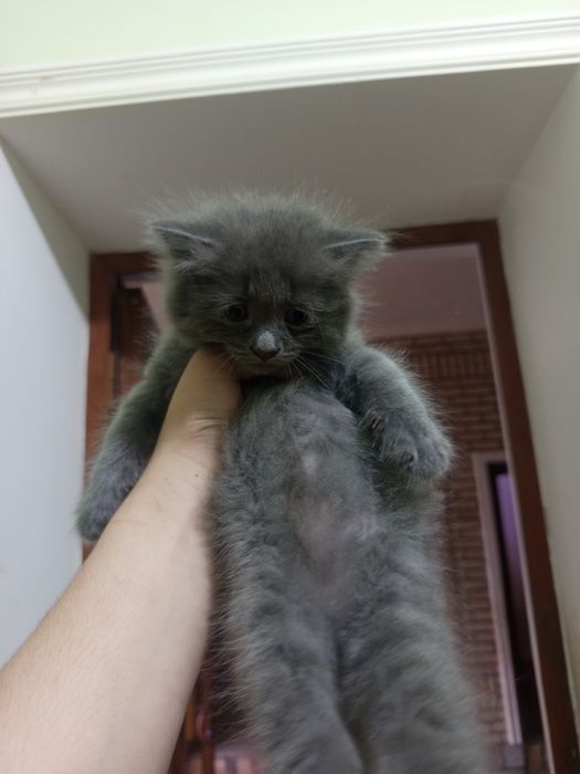 Scotish longhair vislouxa mushukchamiz sotiladi