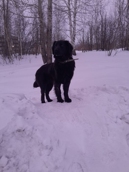 Отдам щенка в хорошие руки