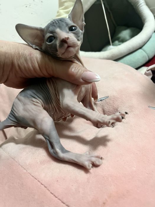 Продаются сфинксы  , девочки