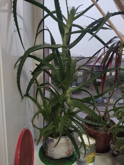 Продам большой алоэ лечебный