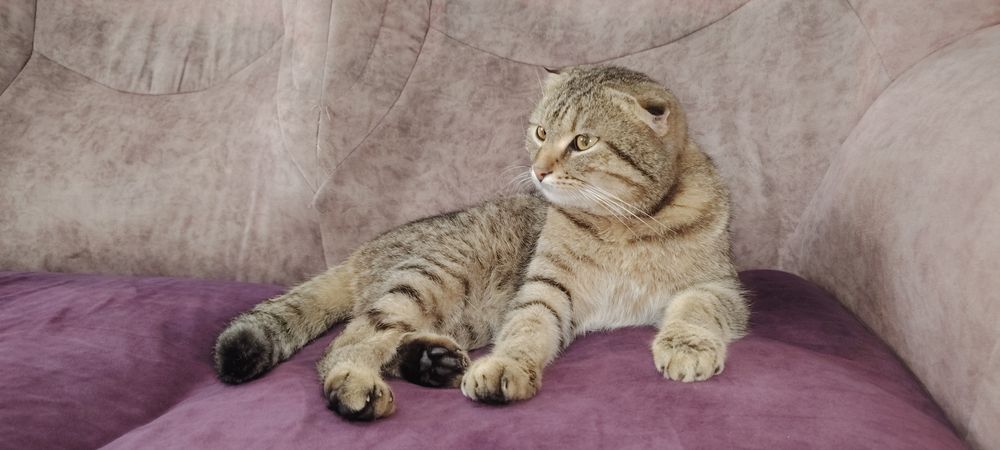 Кот скотиш продаётся в харошие руки