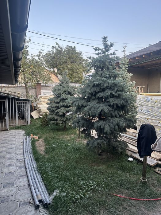 Продам елки, 3-4 метровые