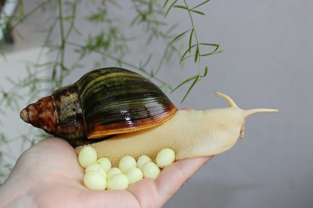 Улиткалар сотилади