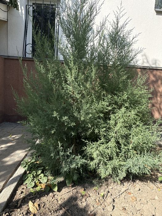 Можевильник молоденький