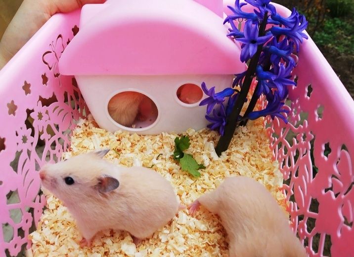 Сирийские хомяки ручные по 35.000