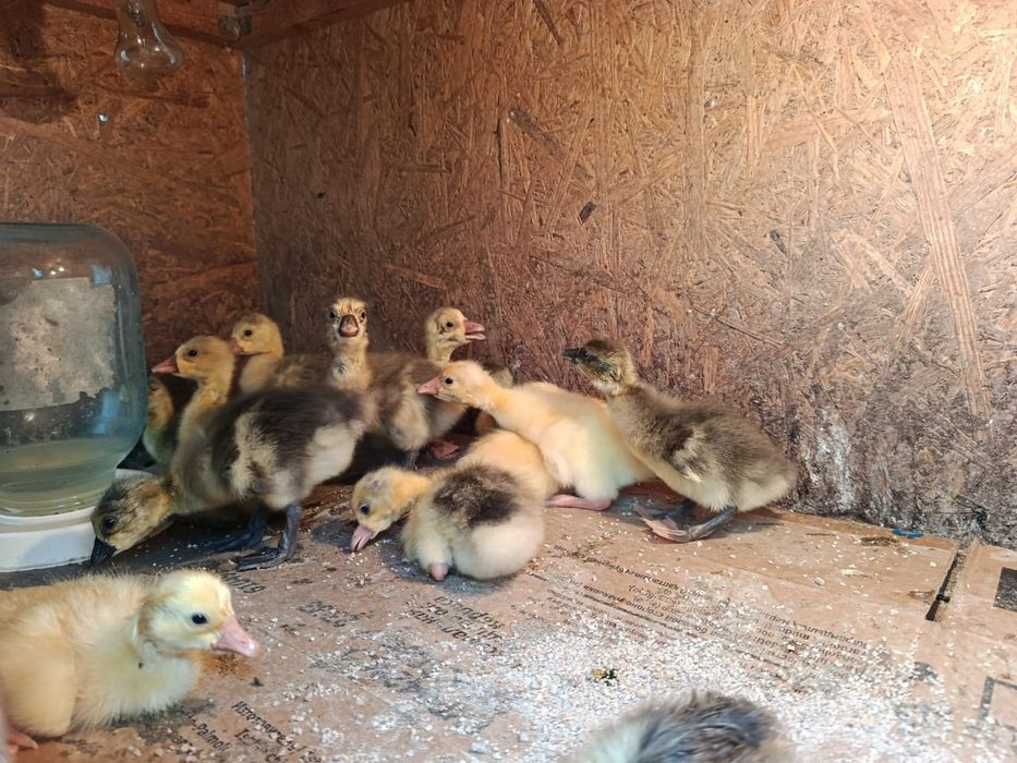 Продаются гусята 2 суточные