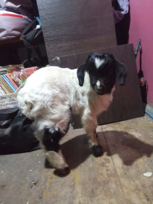 Козлёнок крупный