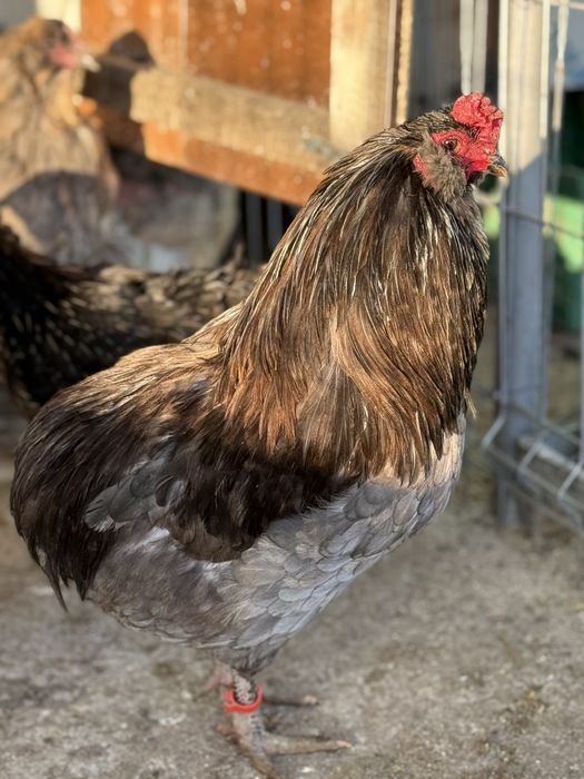 Vând ouă de incubat araucana