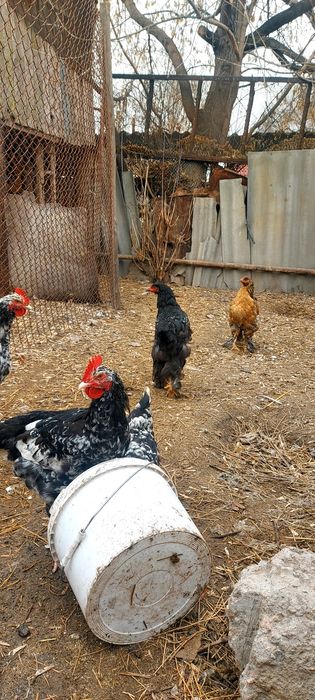 Продам курей, Брама и Австролоп.