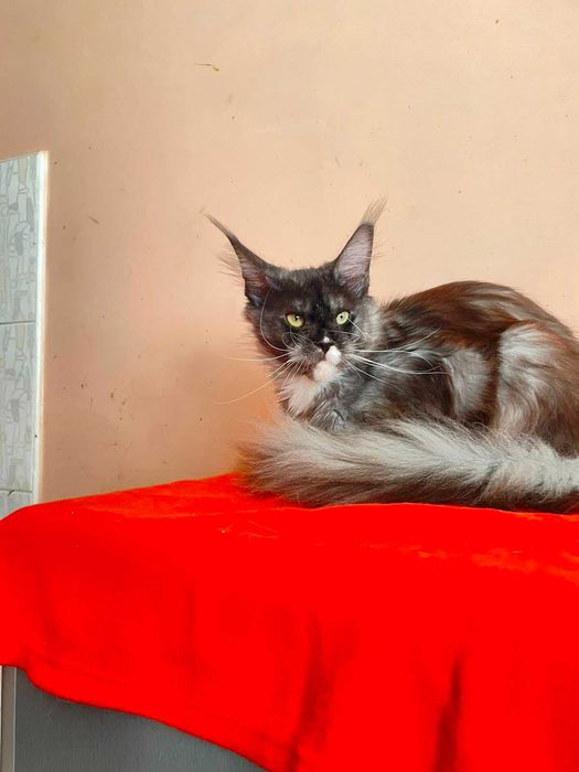 Maine Coon Femelă | BREED ONLY – Pentru un Program de Reproducere Serios