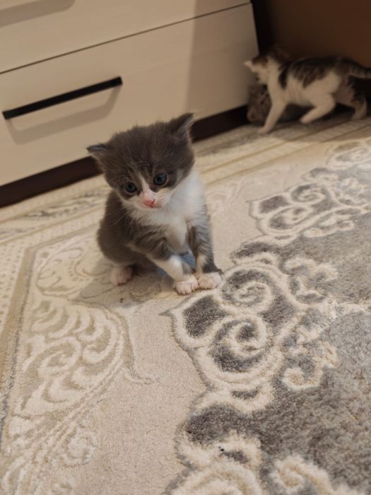 КОТЯТА 1 месяц беспплатно