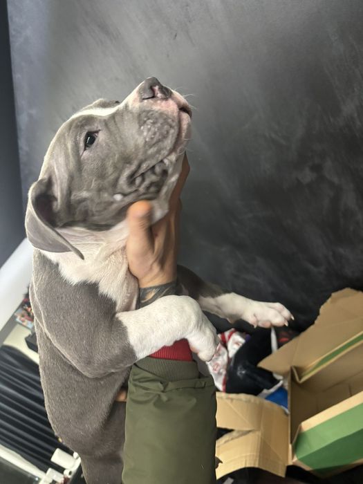 Американско Покет Були