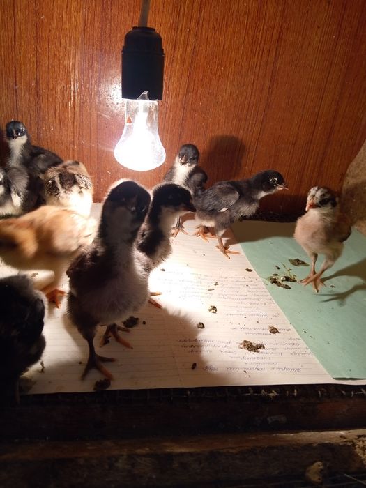 Джерси Гигант шөже сатылады