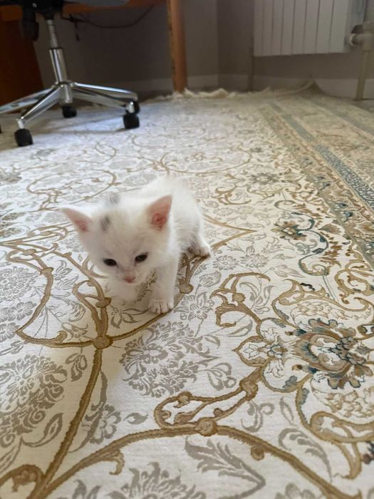 Котенок  1  айдан асты,  мальчик