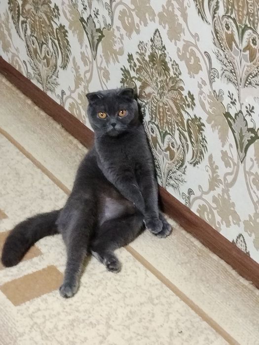 Продается котята в хорошие руки