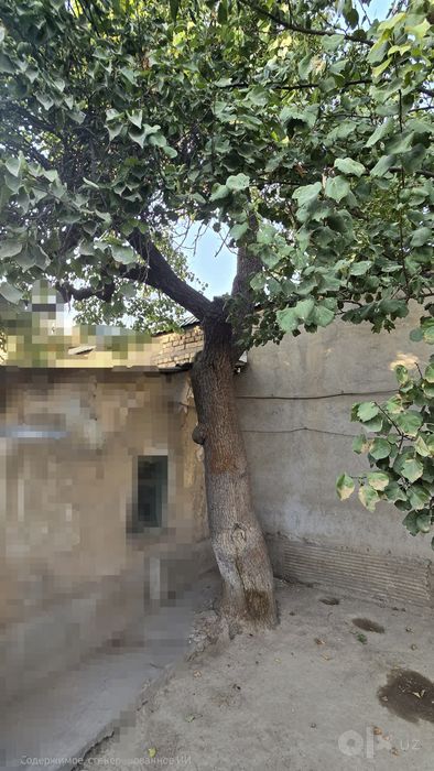 Урючина - Дрова, дерево большое на дрова.