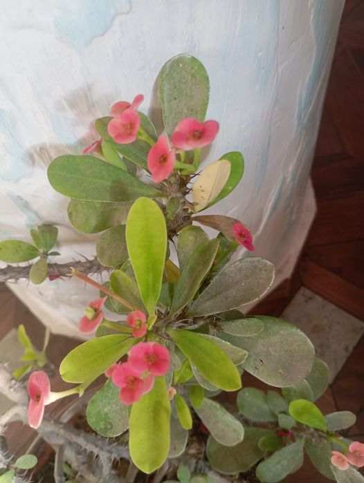 Продаю комнатные цветы