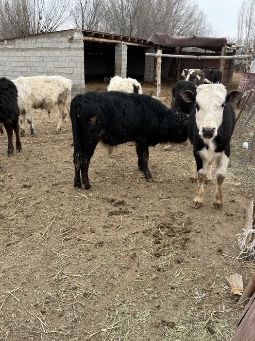 Бычоктар сатылады 20 бас бұқа