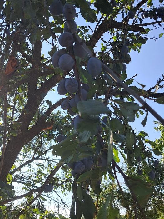 Prune de vanzare
