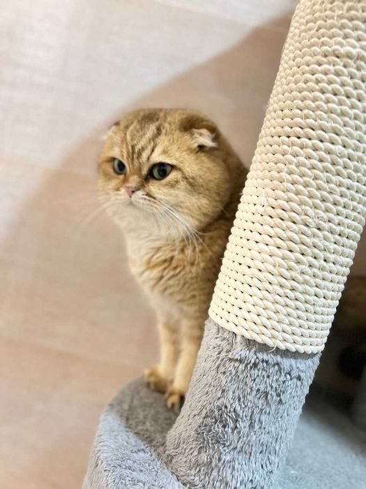 Вязка Шотландский вислоухий шиншилла