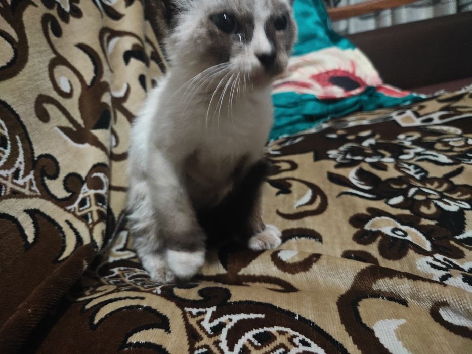 Отдам котенка в хорошие руки