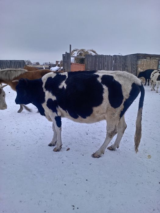 Продам корову с теленкам г. Павлодар
