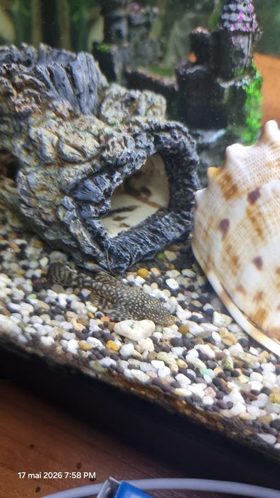 Pesti ancistrus pui