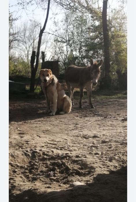 Продам суку тобета супертяж