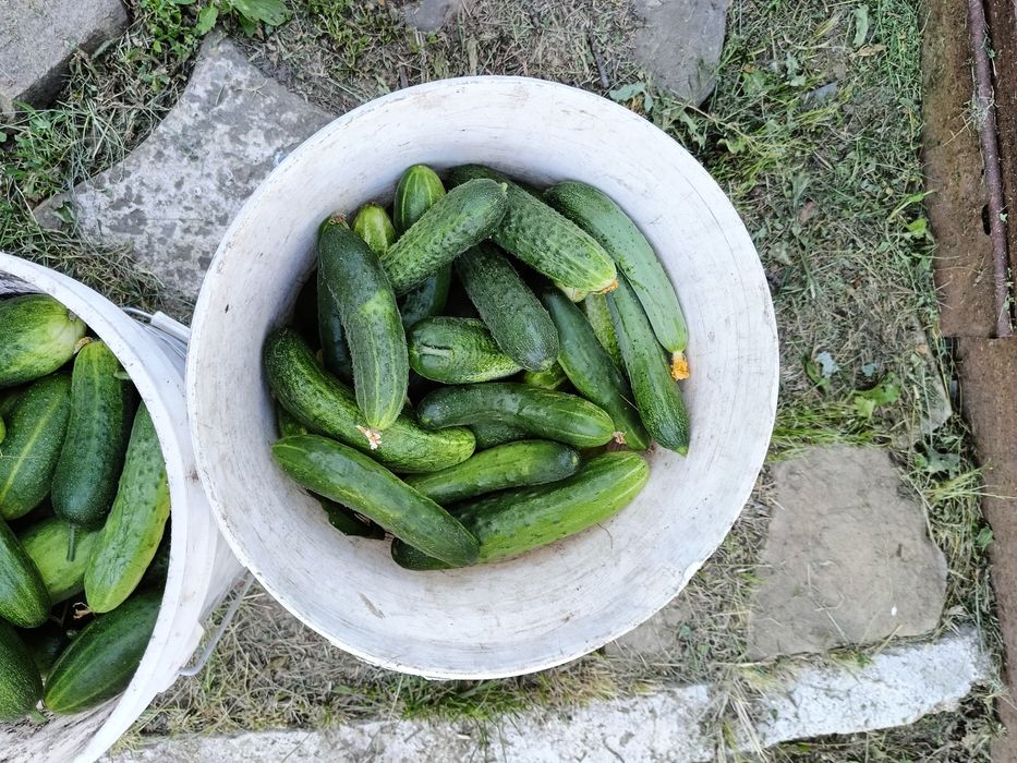 Продам домашние огурцы, помидоры, кабачки