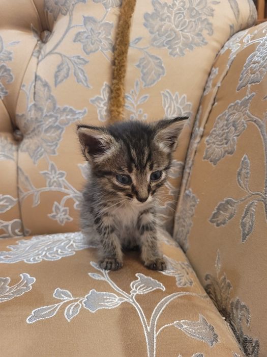 Котят в хорошие руки