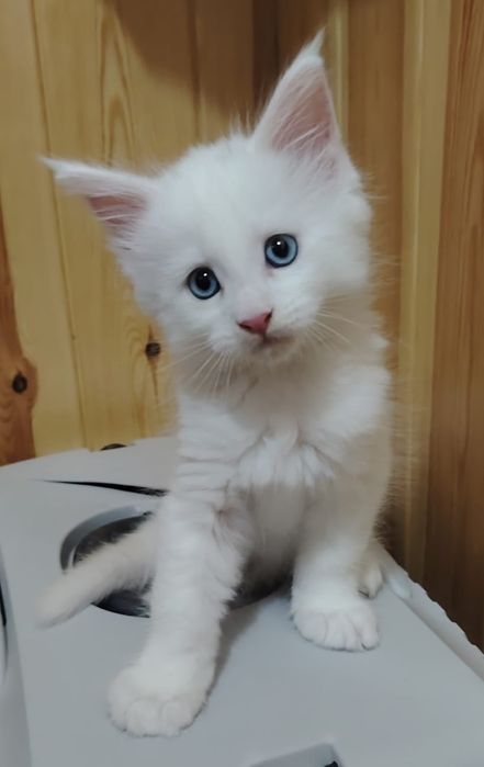 В продаже Котята Мейн-кун