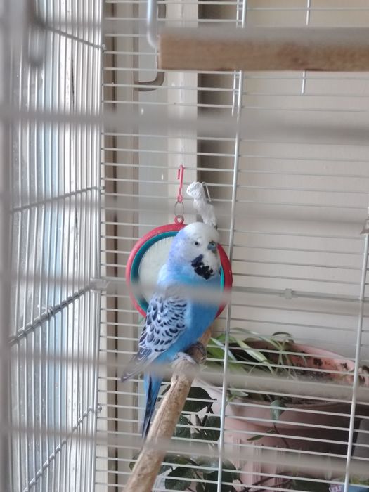 Продам папугая с клеткой