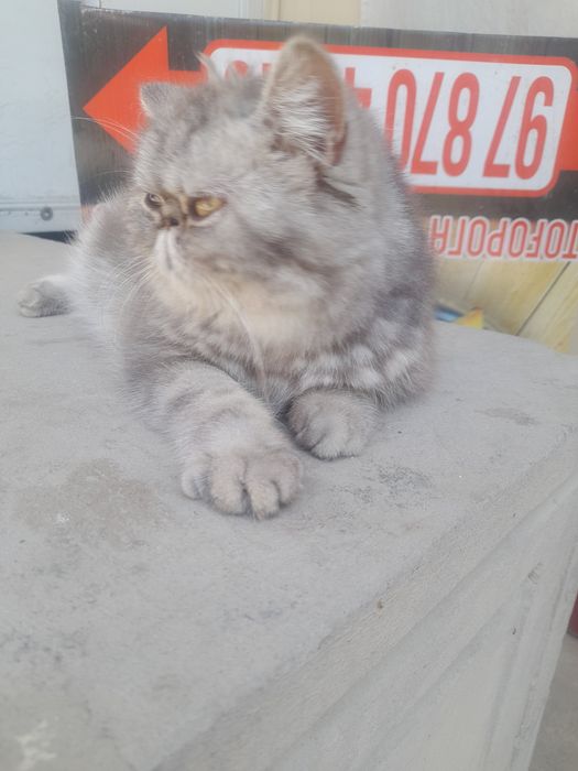 Кошка персинское