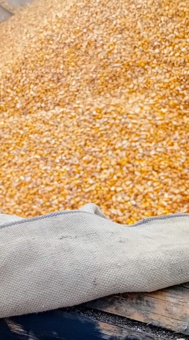 Vând Porumb Pionier