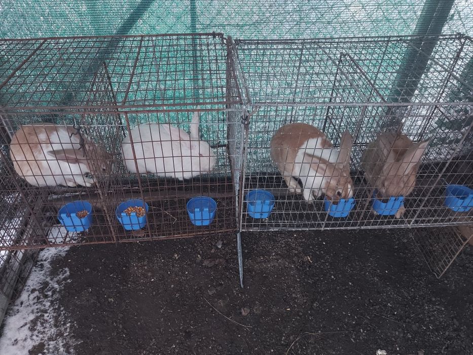 Iepuroi,  8 luni , 100 lei/buc