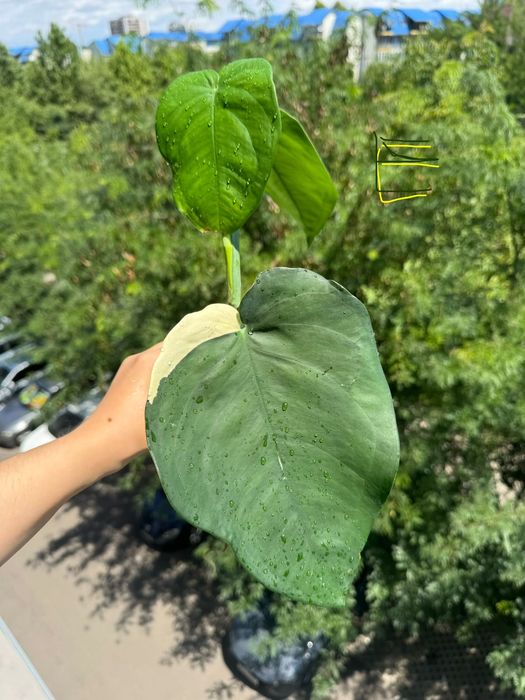 Syngonium chiapense, cuttinguri bine înrădăcinate cu alb pe tulpina