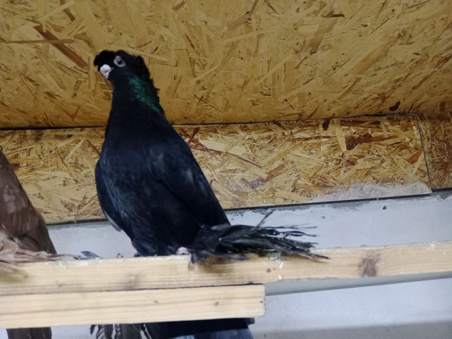 Продам   голубей