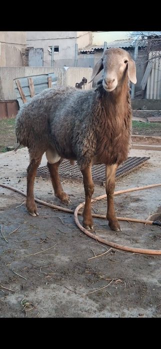 Арашан токты кошкар