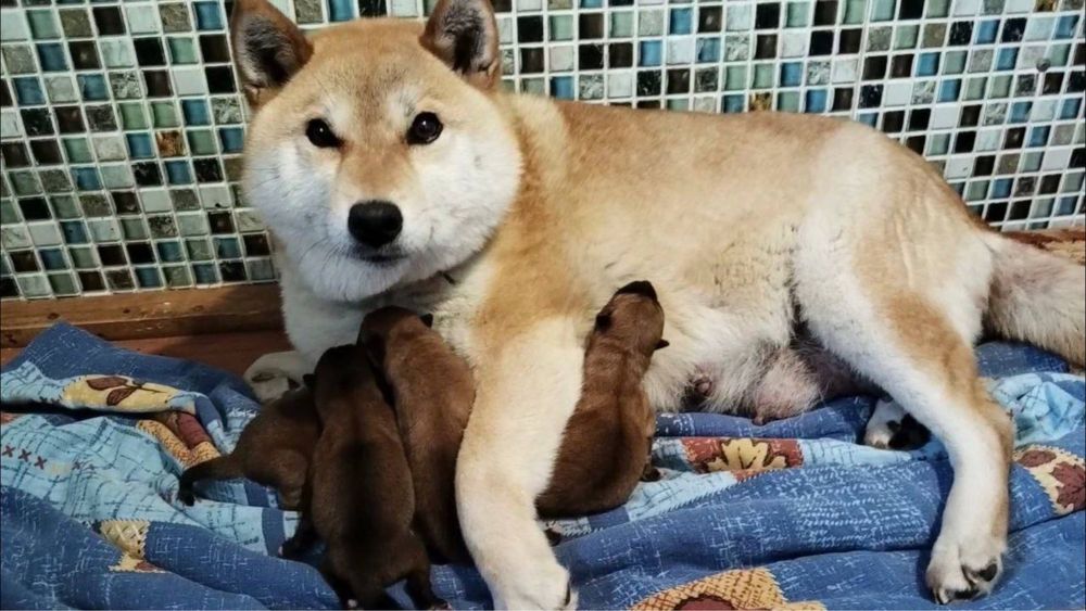 Продаются щенки сиба-ину