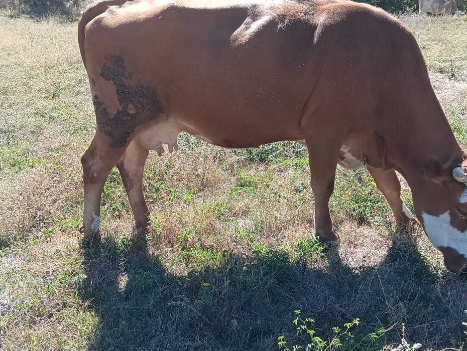 Vaca de casa bălțată românească