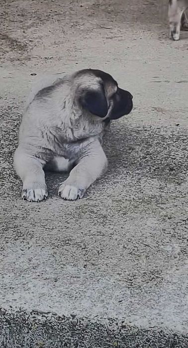 Pui Kangal de vanzare