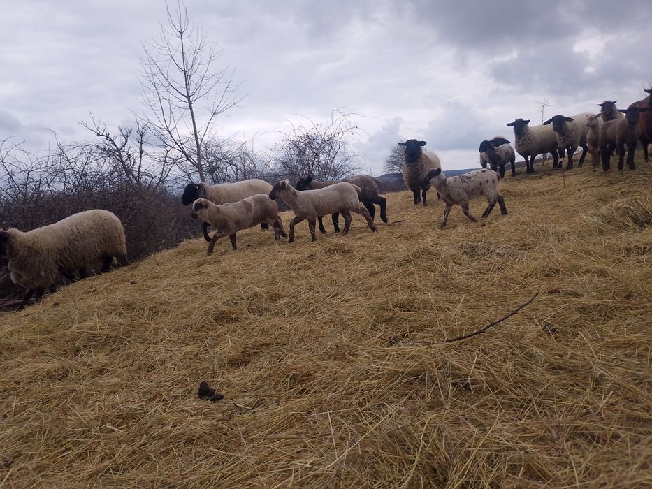 Vand oi suffolk cu și fără miel