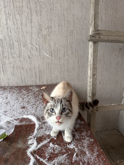 Кошка в любящие руки