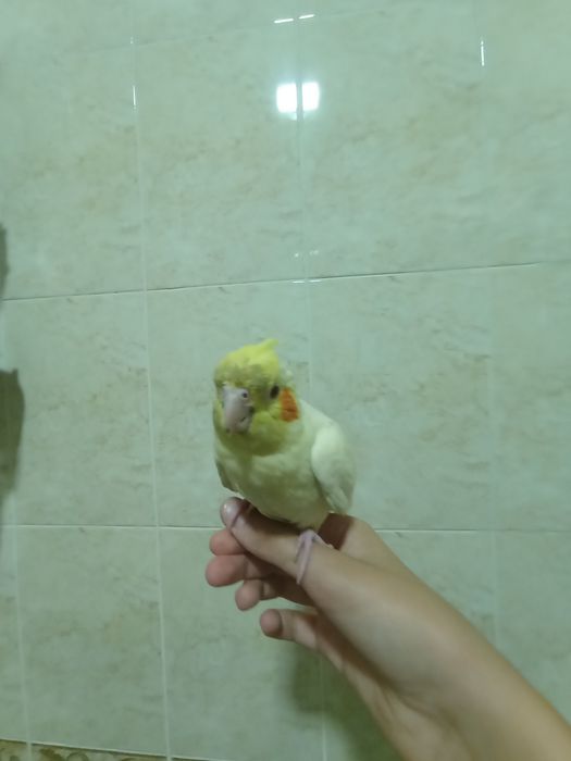 korila sotiladi erke korila