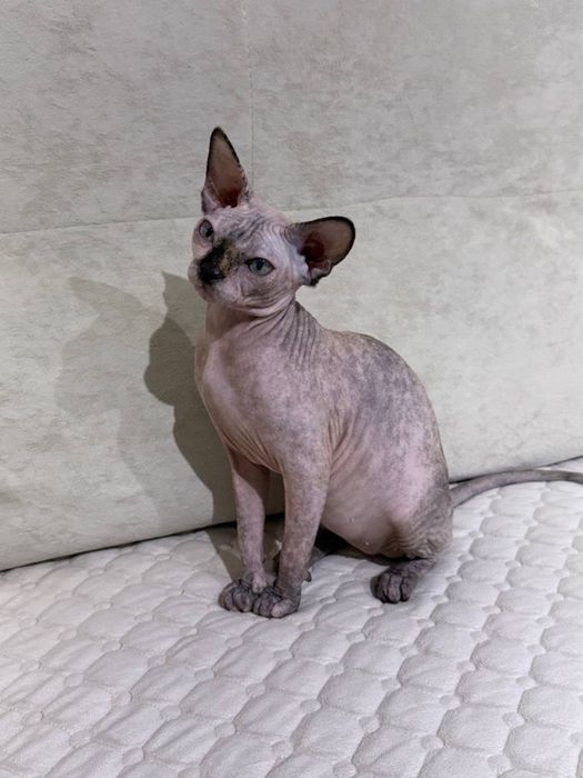 Продаю Сфинкса , 5 месяцев , девочка