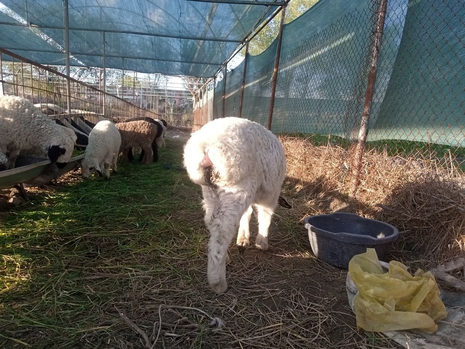 2 ta qochqorcha sotiladi shirboz