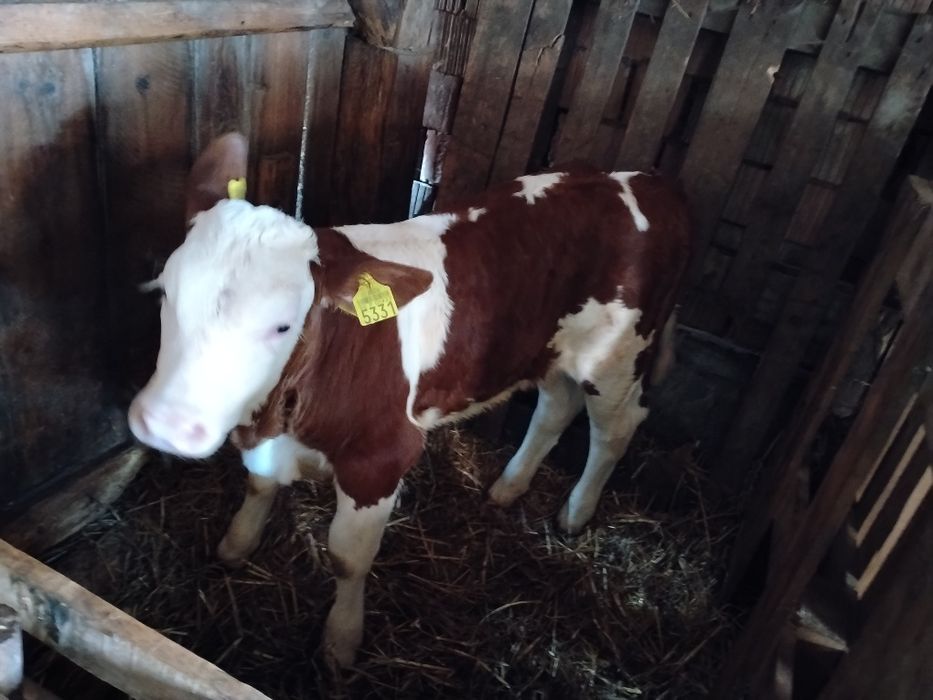 De vânzare 2 tăurași