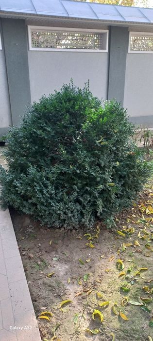 Растение Подсвечник (Шамшод)