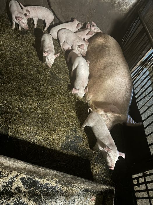 Продаются поросята месячные