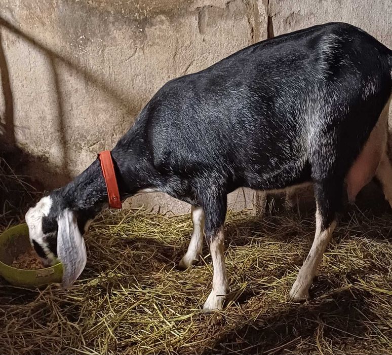 Продаётся козлёнок с хорошими кровями